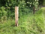 Gekloofde eiken  | 160cm hoog koorde 17cm | ongepunt