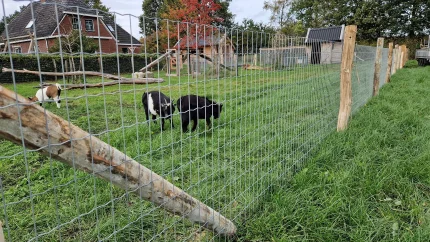 Parcogaas | 5,0x10cm | Draaddikte 2,7 | Crapal gecoat