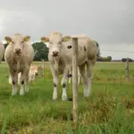 Schroefisolator BS hout (super, 250 stuks) - Afbeelding 4