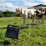 Quattro paal, 1m (10 stuks) - Afbeelding 4
