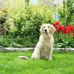 Gallagher honden en katten tuin kit, complete schrikdraad set voor in de tuin (50 cm) - Afbeelding 4
