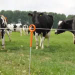 Ring top Paal (1,00 meter, 10 stuks) - Afbeelding 3